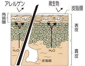 �A�����Q�� - ������ - �p���w - �玉�� - �\�� - �^��