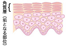角質層のイラスト