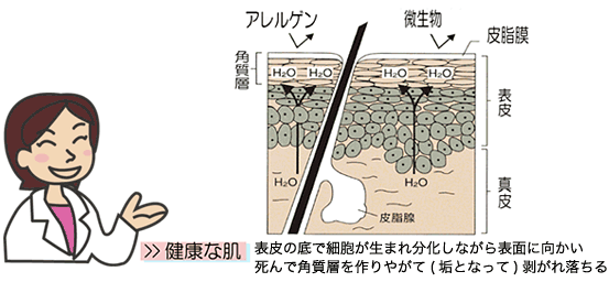 健康な肌