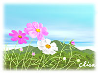 挿し絵 コスモス